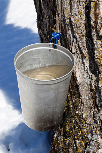 Bucket full of maple sap collected from tapped maple tree.
