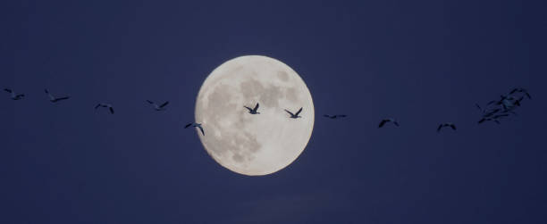 Rising Moon and Snow Geese stock photo