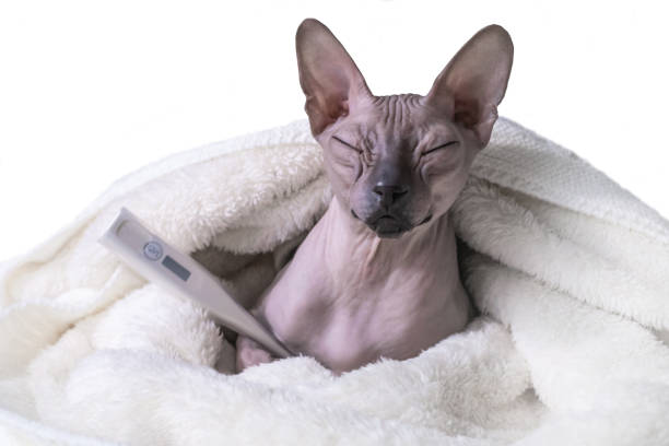 Sick gray sphynx cat holds a thermometer under the paw and sleeps under white warm blanket at home. Isolated on white background stock photo