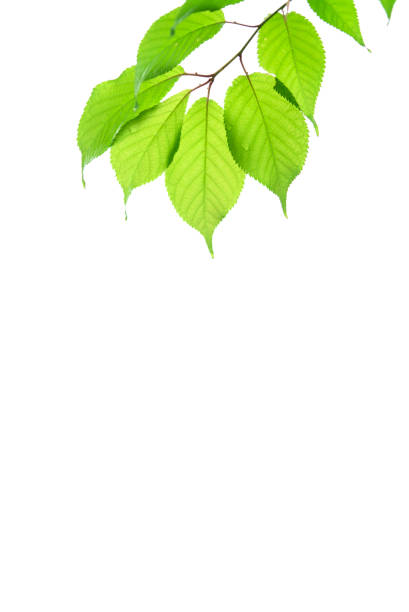 istock Fresh green young leaves on white background. 1356375967