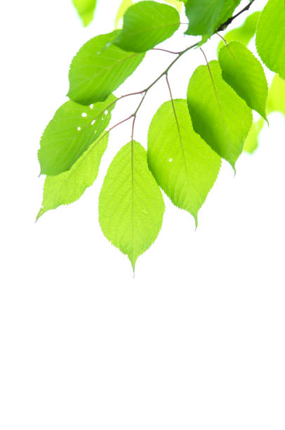 istock Fresh green young leaves on white background. 1356376019