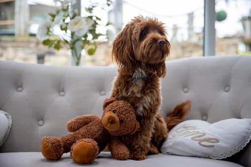 A fluffy cockapoo sitting on a sofa in a house with a teddy bear and cushion next to it. The dog is looking away from the camera.