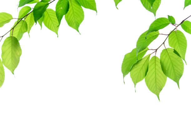 istock Fresh green young leaves on white background. 1356376793