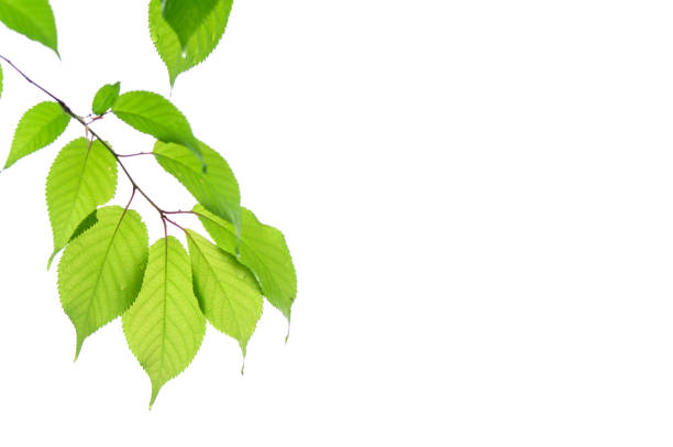 istock Fresh green young leaves on white background. 1356376942