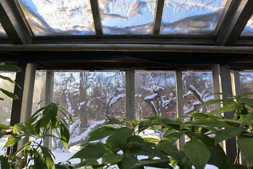 Glass windows protect exotic greenhouse green plants from frost.