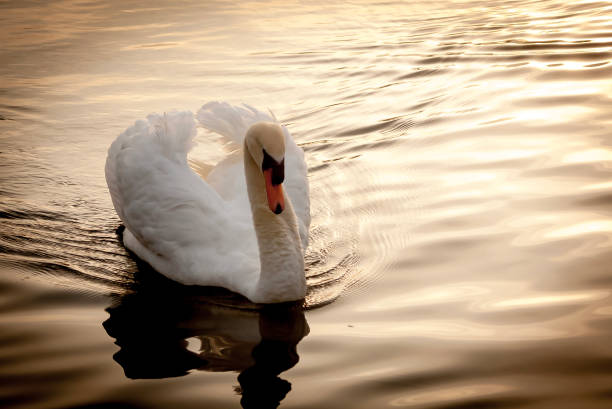istock Mute Swan on Lake 1356378645