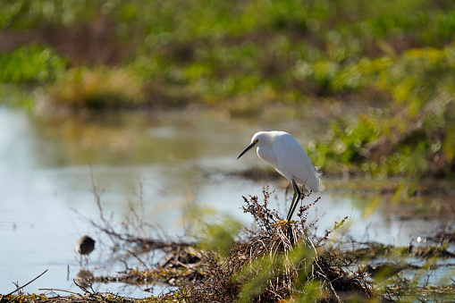 Snowy Egret fishing in the marsh