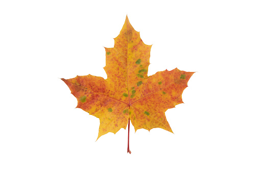 Beautiful autumn landscape.Colorful foliage in autumn.Falling maple leaf seasons.Maple leaves turn yellow, orange, red in autumn.