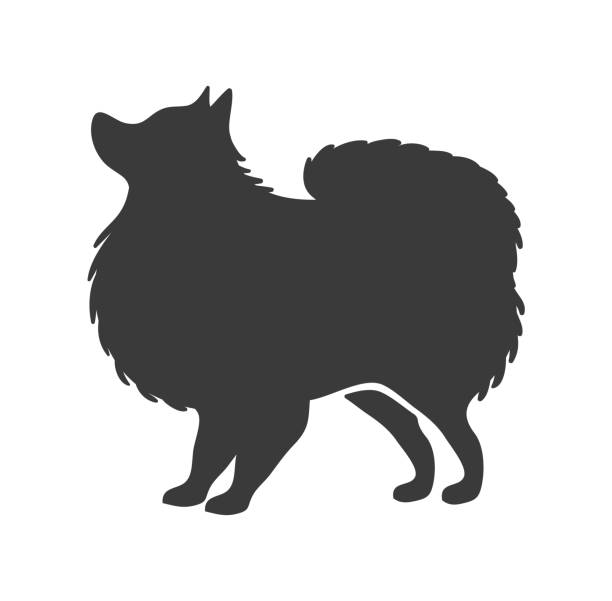 Pomeranian silhouette. Fluffy spitz home dog stencil, vector icon Pomeranian silhouette. Fluffy spitz home dog stencil, vector icon isolated on white background pomeranian stock illustrations