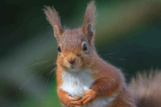 istock Close up of red squirrel 1356380502