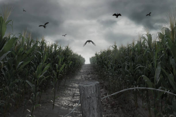 3d Rendering of aisle in the middle of green corn field in front of dramatic sky and flying crows. Selective focus stock photo
