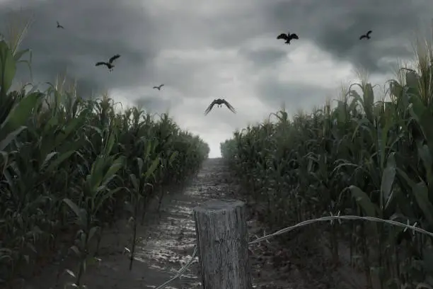 Photo of 3d Rendering of aisle in the middle of green corn field in front of dramatic sky and flying crows. Selective focus