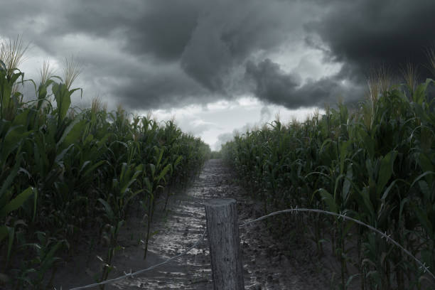 istock 3d Rendering of pathway between green cornfield in front of dramatic sky 1356380729