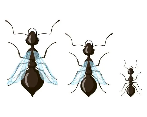 Vector illustration of Queen, male, worker ant isolated on white background. Class distribution of insects.