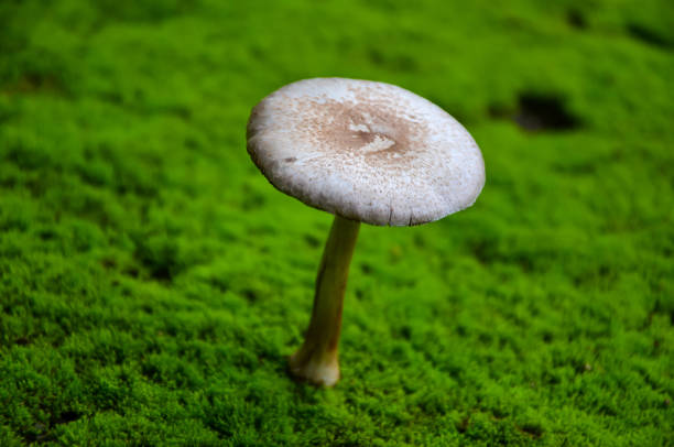 selektywne skupienie dzikiego grzyba na zielonym mchu torfowym na podwórku. widok z góry grzybów na zielonych trawach. - orange mushroom asia brown zdjęcia i obrazy z banku zdjęć
