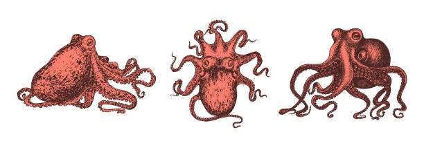 illustrazioni stock, clip art, cartoni animati e icone di tendenza di polpo rosso, illustrazioni vintage. schizzi di molluschi impostati in vettoriale. disegni in stile incisione. - red octopus