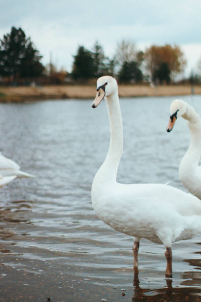 istock a beautiful white swan comes to the shoal 1356385977