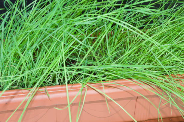 istock Green grass planted in a pot 1356388804