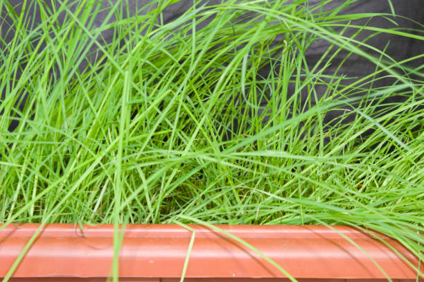 istock Green grass planted in a pot 1356388811