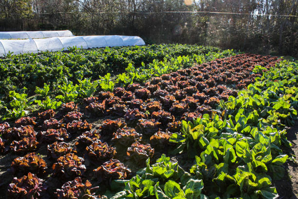 Farm Field, red and green lettuces, back lit