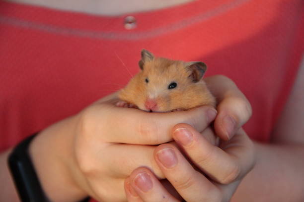 istock Girl holding a hamster in her hands 1356390363