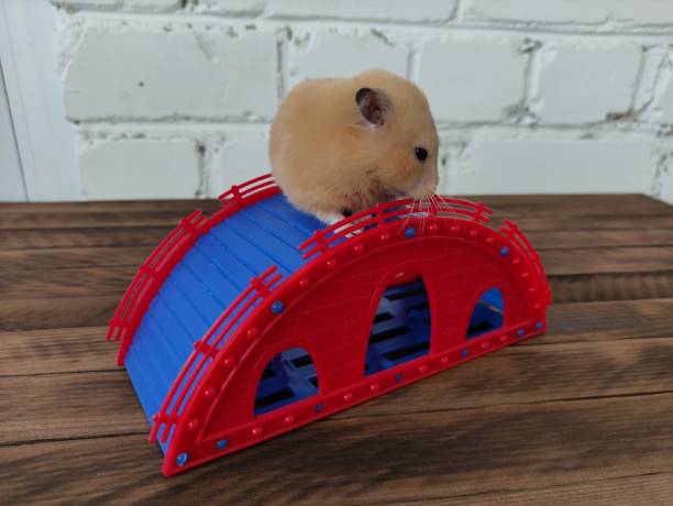 나무 배경에 슬라이드에 햄스터 - rodent hamster small apartment 뉴스 사진 이미지