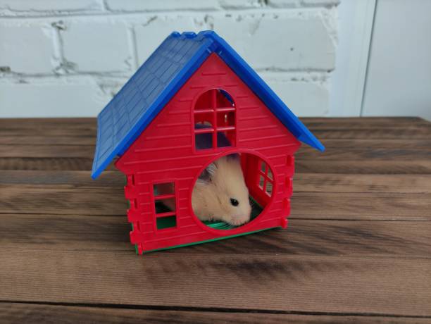 그의 집에 있는 시리아 오렌지 햄스터 - rodent hamster small apartment 뉴스 사진 이미지
