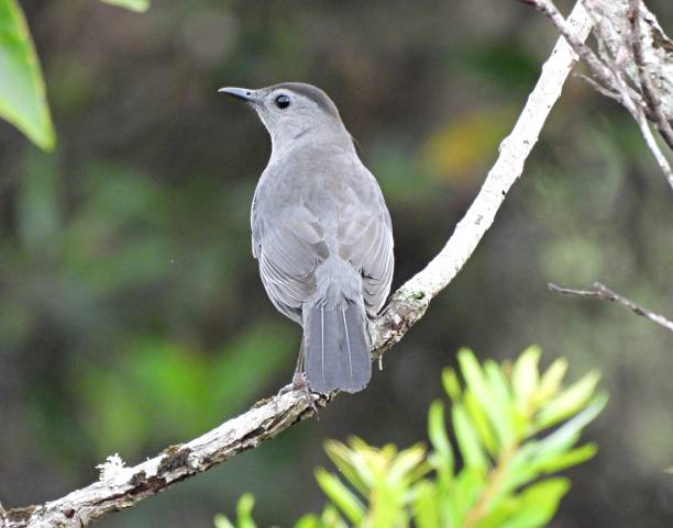 istock Gray Catbird (Dumetella carolinensis) perched on a branch 1356390669
