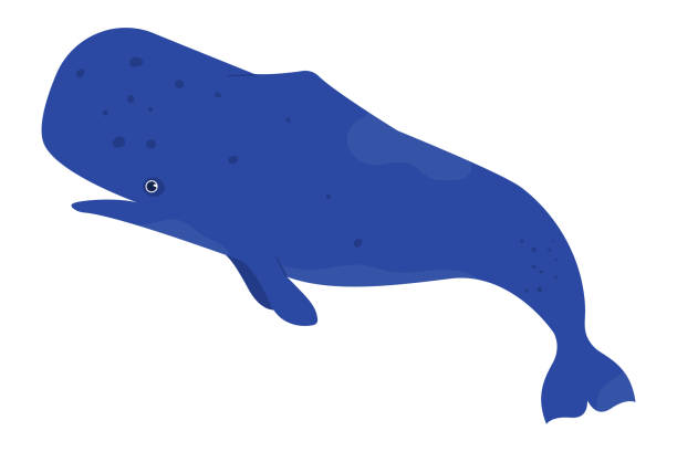 111 White Sperm Whale Cartoon Illustrations & Clip Art - iStock