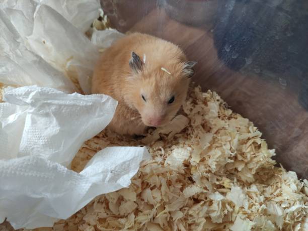 istock Sleepy hamster woke up and does not understand anything 1356391434