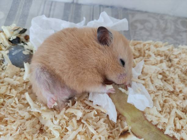 istock Sleepy hamster leat with lifted leg 1356391436