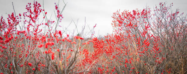 Winterberry Holly or Ilex Verticillata fruits in winter. Vibrant red berries in the wilderness. Abstract nature backdrop with clusters of wild berries on white sky background. winterberry holly stock pictures, royalty-free photos & images