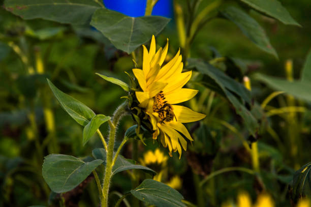 Sunflower with insect stock photo