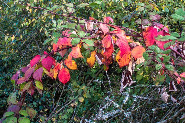 Autumn in colourful stock photo