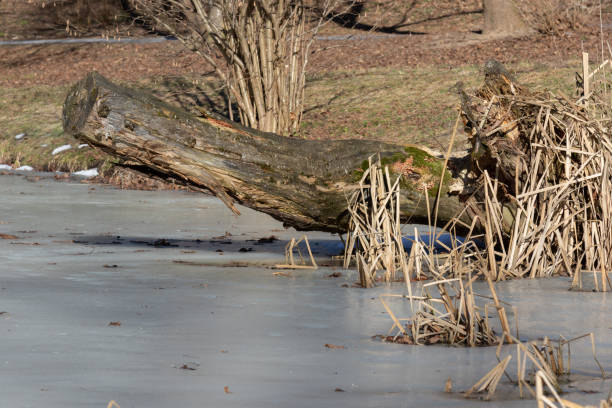 reeds and tree trunk submerged in a frozen pond