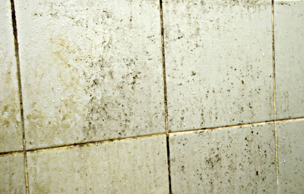istock Black fungus stains on dirty bathroom. 1356395639