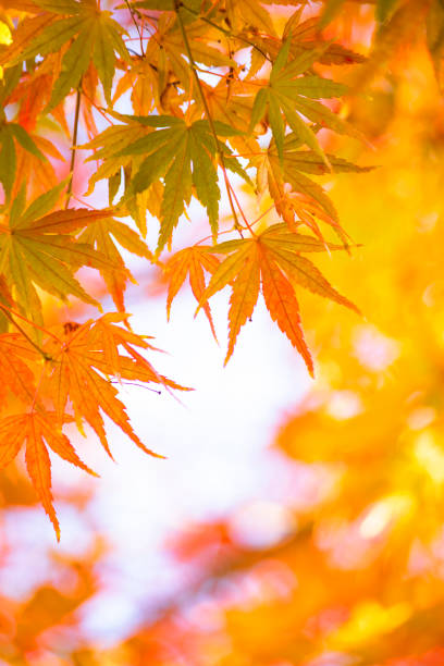 istock Colorful Maple autumn leaves 1356396107