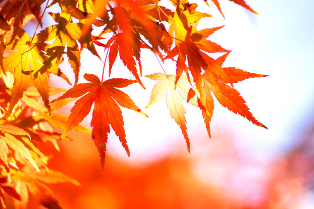 istock Colorful Maple autumn leaves 1356396181