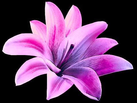 Watercolor lily purple  flower.  isolated  with clipping path on the black  background.  for design. Closeup. Nature.