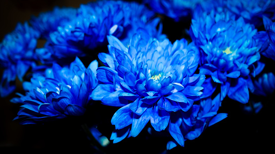 Close up of a cluster of blue hydrangea flowers in full bloom in a Cape Cod garden.