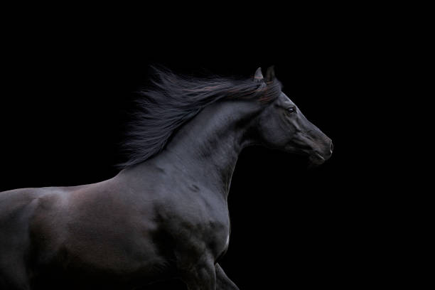 Black elegance horse isolated on black background. Arabian horse portrait closeup galloping on dark background. arabian horse photos stock pictures, royalty-free photos & images