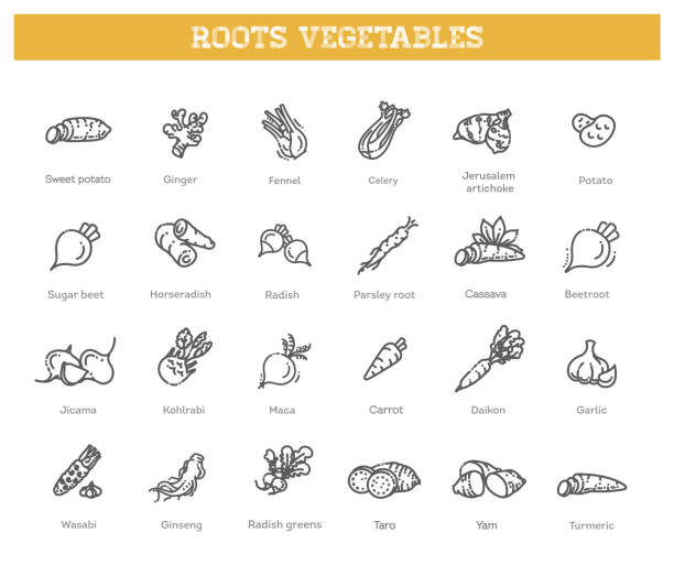 Basic root vegetables thin line icon set Vector collection with various kind of root vegetables ginger ground spice root stock illustrations