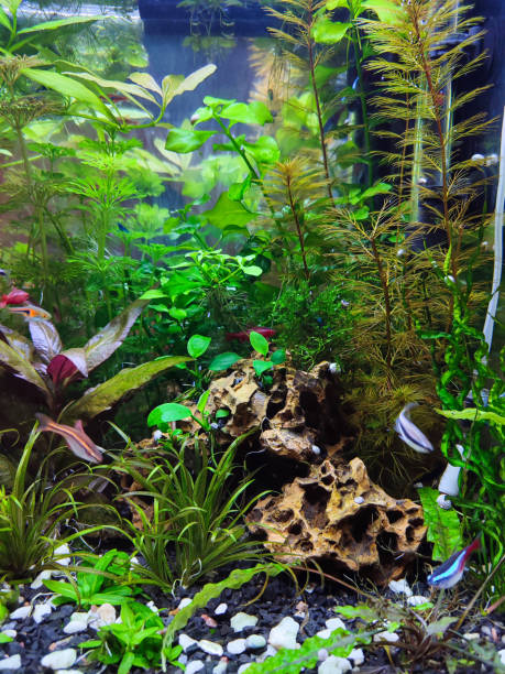 Tropical home freshwater aquarium with plants and fish Tropical freshwater aquarium with plants, moss and fish amano aquarium stock pictures, royalty-free photos & images
