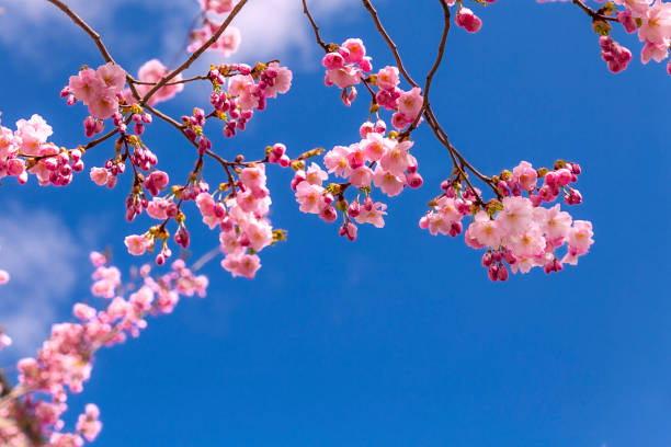 Cherry tree flowers stock photo