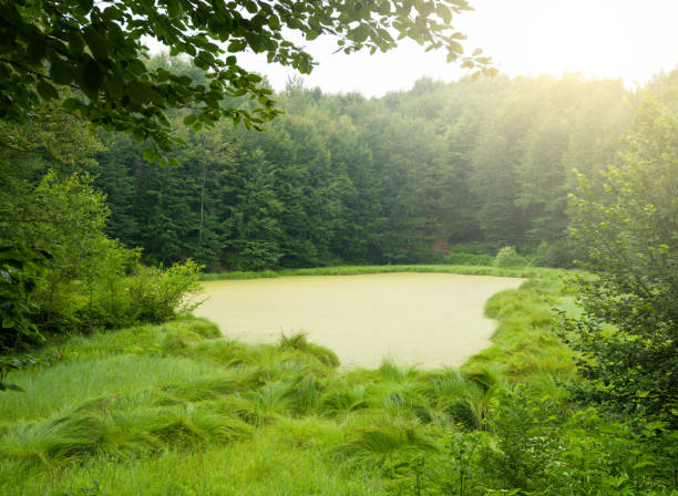 Golkoy Cepekli lake (Turkish Çepekli Göl) at sunrise.  Ulugol Nature Park. Small lake in the forest. Natural lake among trees in spring. Ordu, Turkey