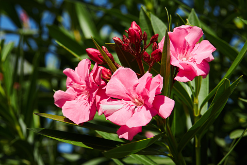 Flowering pink flowers of Oleander Nerium on a blue sky background. Blossoming tree.