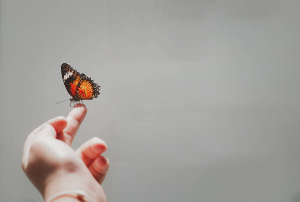 istock kid hold butterfly by hand for see with smile and interest 1356402298