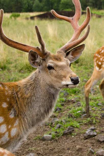 istock Sika deer walks in the reserve in summer 1356403699