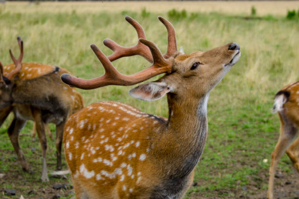 istock Sika deer walks in the reserve in summer 1356403722