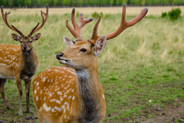 istock Sika deer walks in the reserve in summer 1356403741